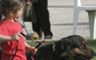 Bilderserie der Hundeschule zum Thema Begleithunde- Prüfung in Leipzig